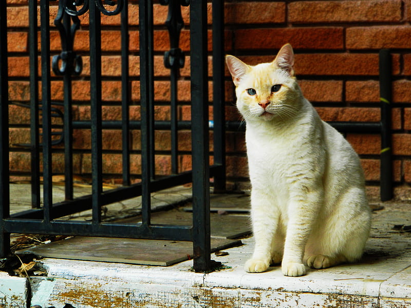 Leonidas-my cat, leonidas cat, cute cat, leonidas, white cat, HD wallpaper