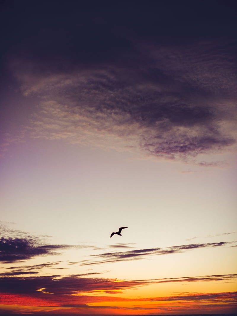 sky, bird, clouds, sunset, height, fly, HD phone wallpaper