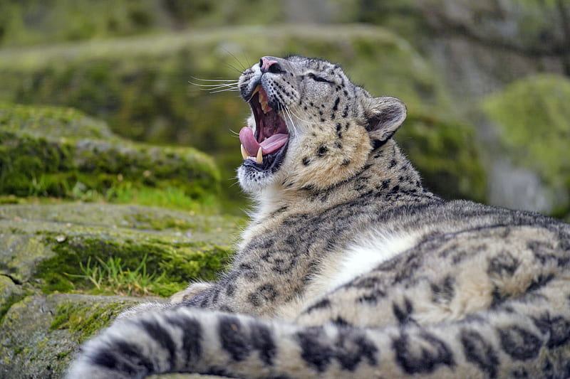 irbis, snow leopard, animal, predator, yawn, protruding tongue, HD wallpaper