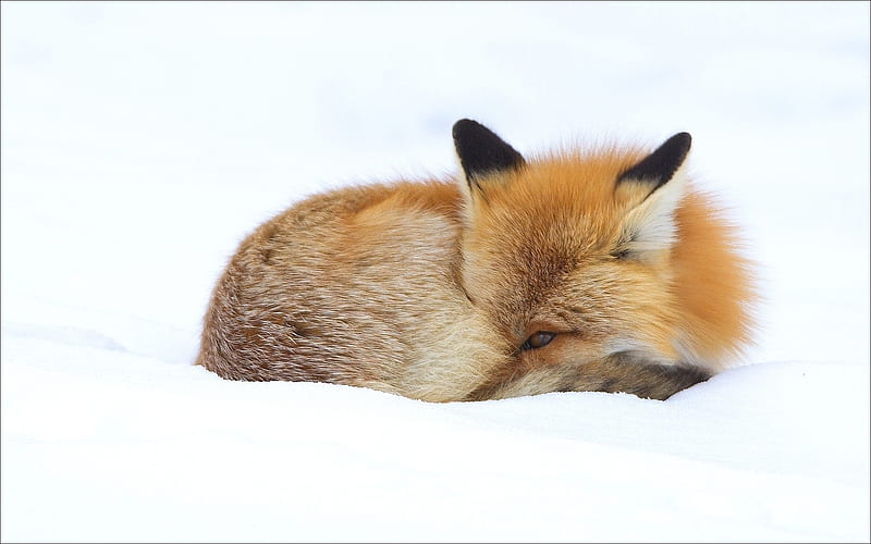 Snuggled Up, foxes, cute, adorable, animals, HD wallpaper