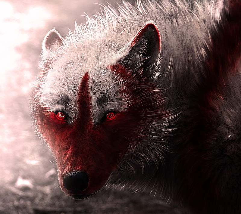 Wolf, blood, dog, HD wallpaper