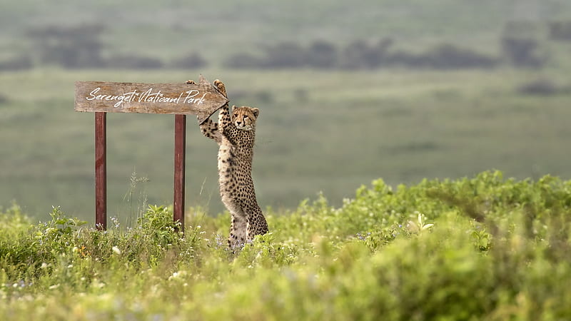 Waiting for you, cheetah, traffic, serengeti national park, funny, sign,  africa, HD wallpaper | Peakpx