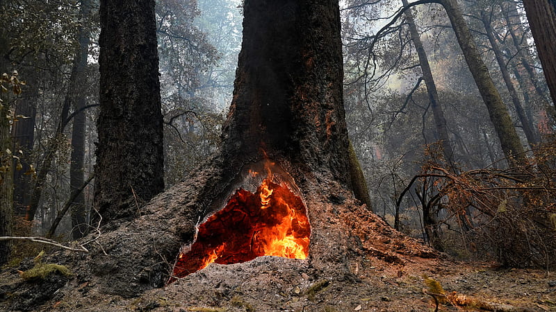 California fires: Redwoods in Big Basin state park survive flames, Santa Cruz Redwoods, HD wallpaper