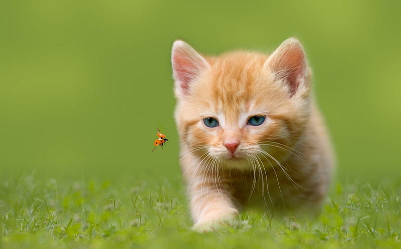 Hunting a ladybug, grass, orange, ginger, cat, animal, cute, ladybug, green, summer, insect, kitten, field, HD wallpaper