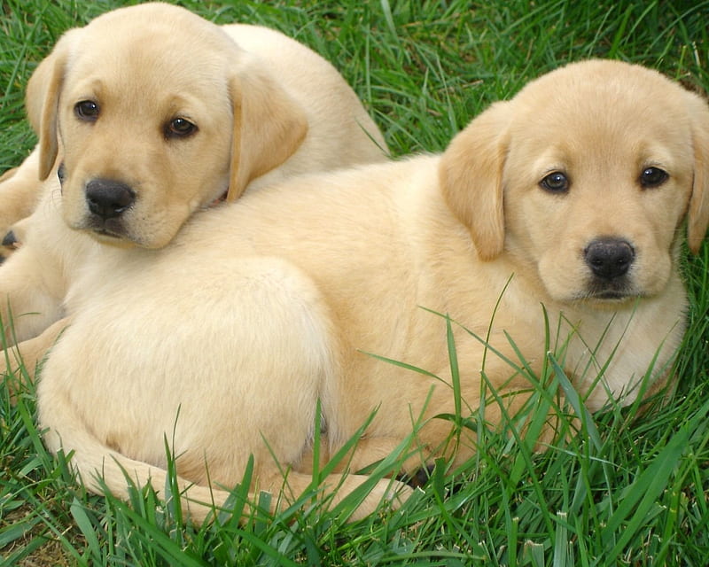 Labrador Retriever Puppies, puppies, retriever, grass, labrador, dog,  animal, HD wallpaper | Peakpx