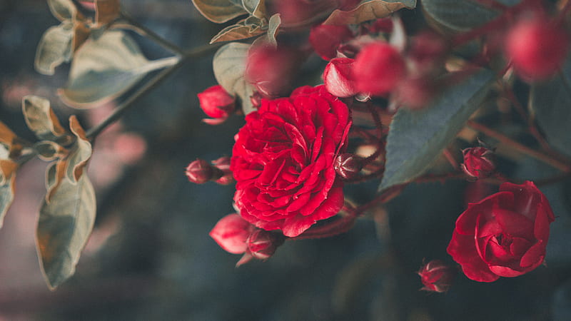 Red Roses With Leaves Flowers, HD wallpaper