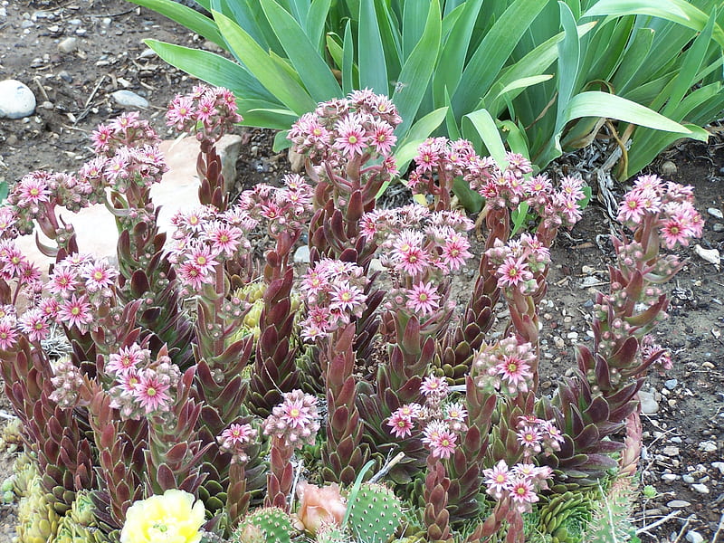 Hens and Chicks in bloom, Drought Tolerant, Landscaping, Succulents, Rockscaping, HD wallpaper