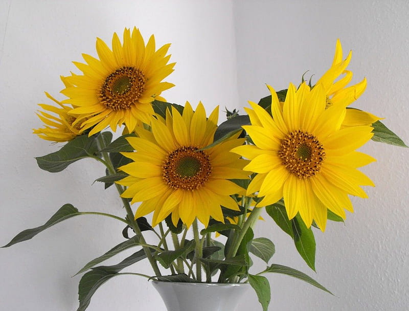 Little Miss Sunshine Still Life Sunflowers Vases Summer Flowers Sunny Hd Wallpaper Peakpx 6267