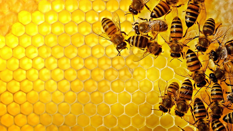 bee my honey, insect, bee, honeycomb, animal, HD wallpaper