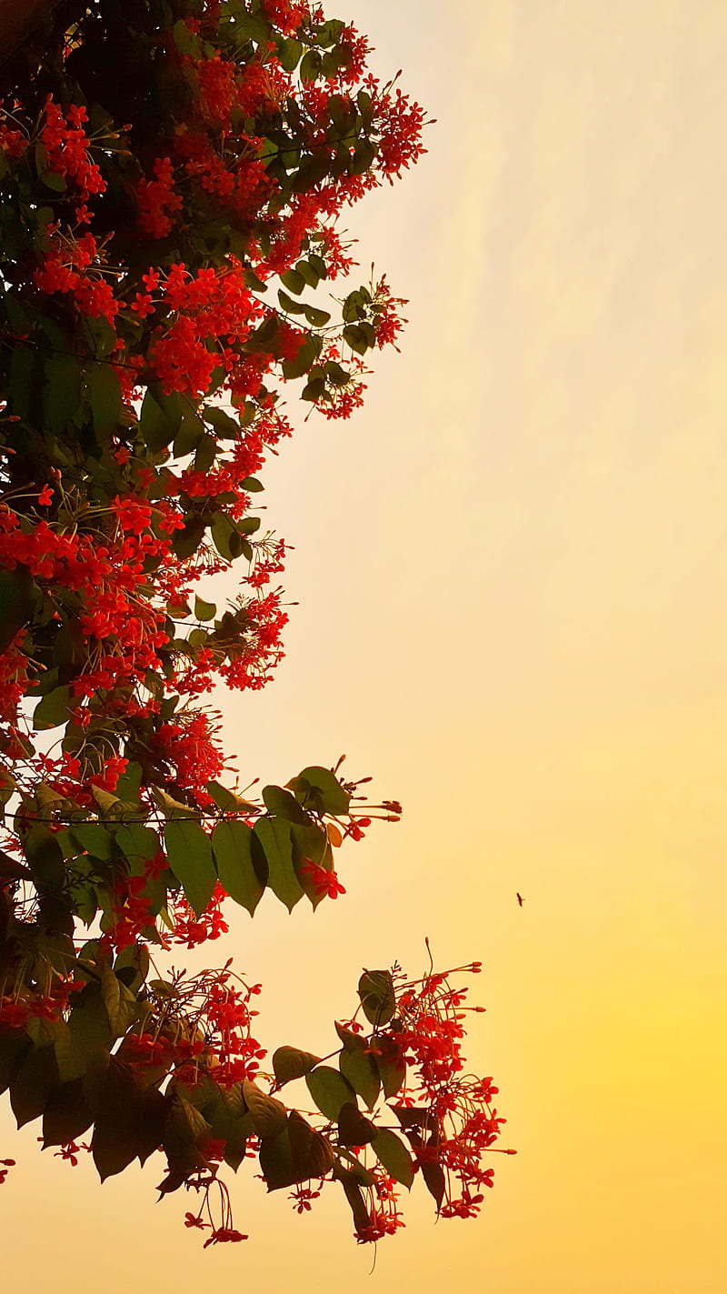 Flowers, evening, soothing, HD phone wallpaper | Peakpx