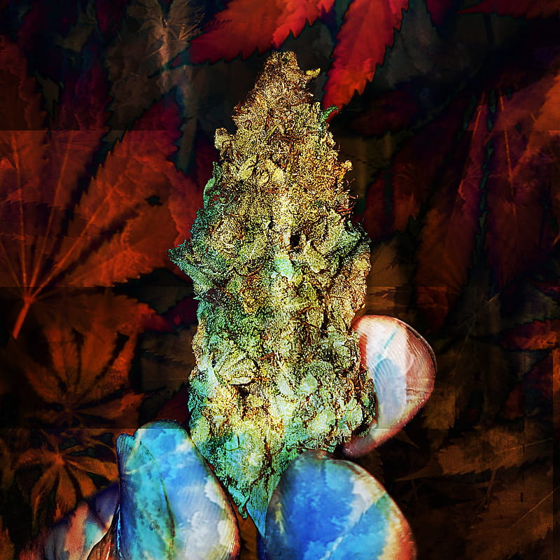 Cannatonic Strain, 420, bud, cannabis, cbd, flower, herb, marijuana, natural, plant, HD phone wallpaper