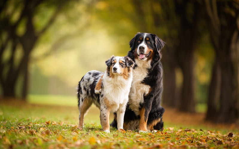 Swiss mountain dog, Aussie, Australian Shepherd, Sennenhund, friends, dogs, friendship concept, HD wallpaper