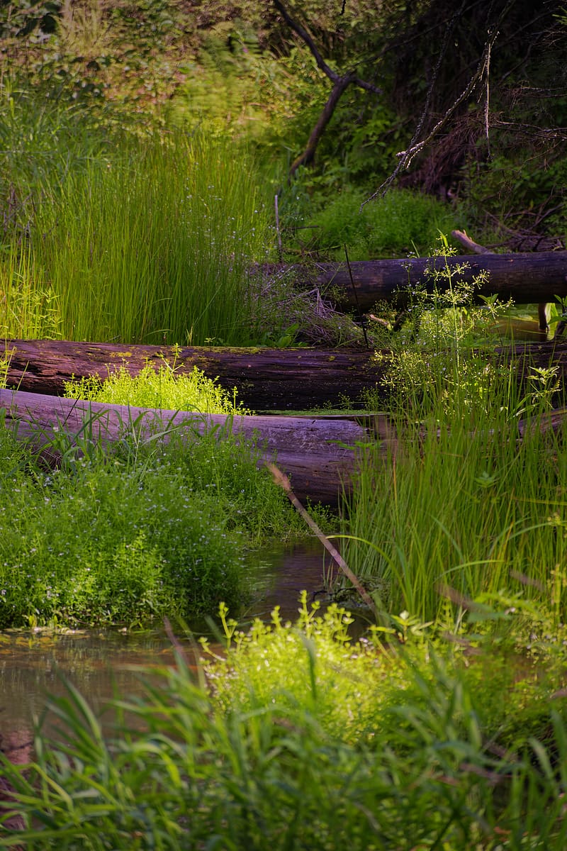 logs, trunks, grass, swamp, nature, HD phone wallpaper