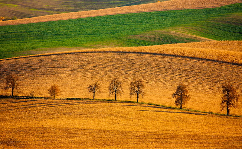 Row of Trees, Hills, Landscape Ultra, Nature, Landscape, Spring, Scenery, Trees, Land, Scene, Field, background, Hills, Early, Agriculture, que, crops, aesthetic, arable, HD wallpaper