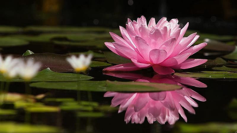 Pink Water Lily Water Reflection Green Swamp Surface Floral Flowers, HD wallpaper