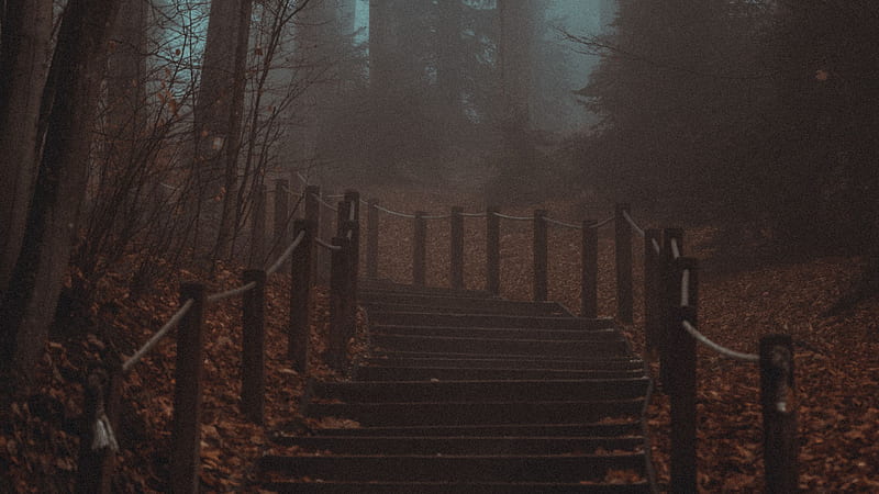 Stairs Steps With Fence In Forest Dark Background Nature, HD wallpaper |  Peakpx