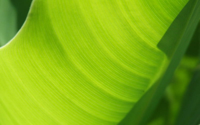Banana tree leaf, green, windows vista, nature, banana, leaf, HD wallpaper