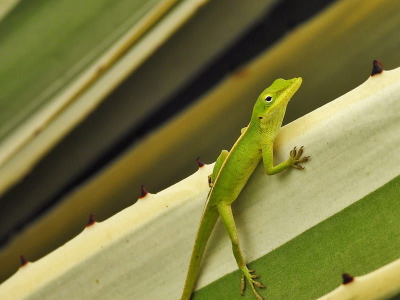 green anole, lizard, reptile, green, HD wallpaper