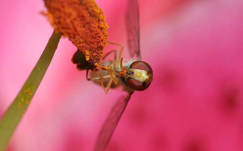 hoverfly-eating-pollen, bee, flowers, pollen, animals, other, HD wallpaper