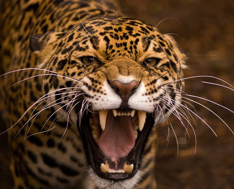 Fierce Jaguar, anger, big cats, carnivors, felines, jaguar, predators, HD wallpaper