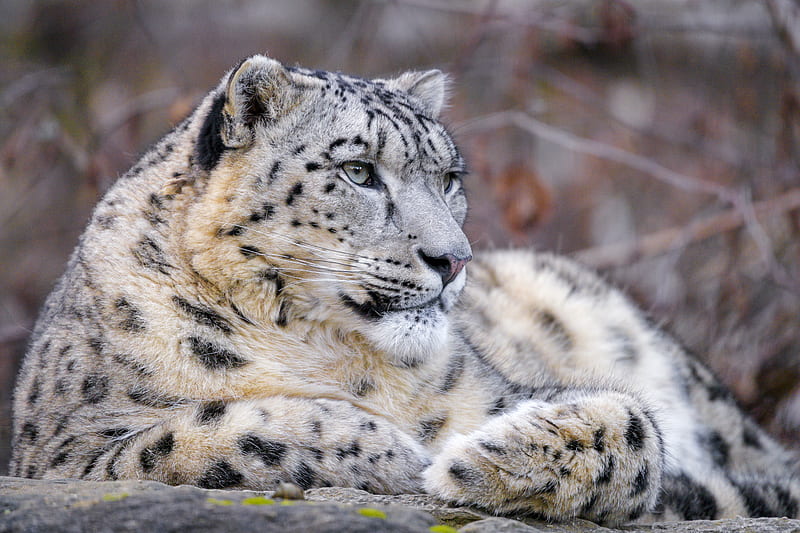 snow leopard, animal, big cat, predator, white, HD wallpaper