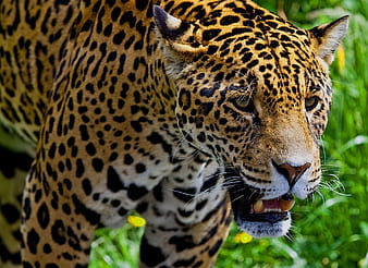 Cats, Jaguar, Animal, HD wallpaper | Peakpx