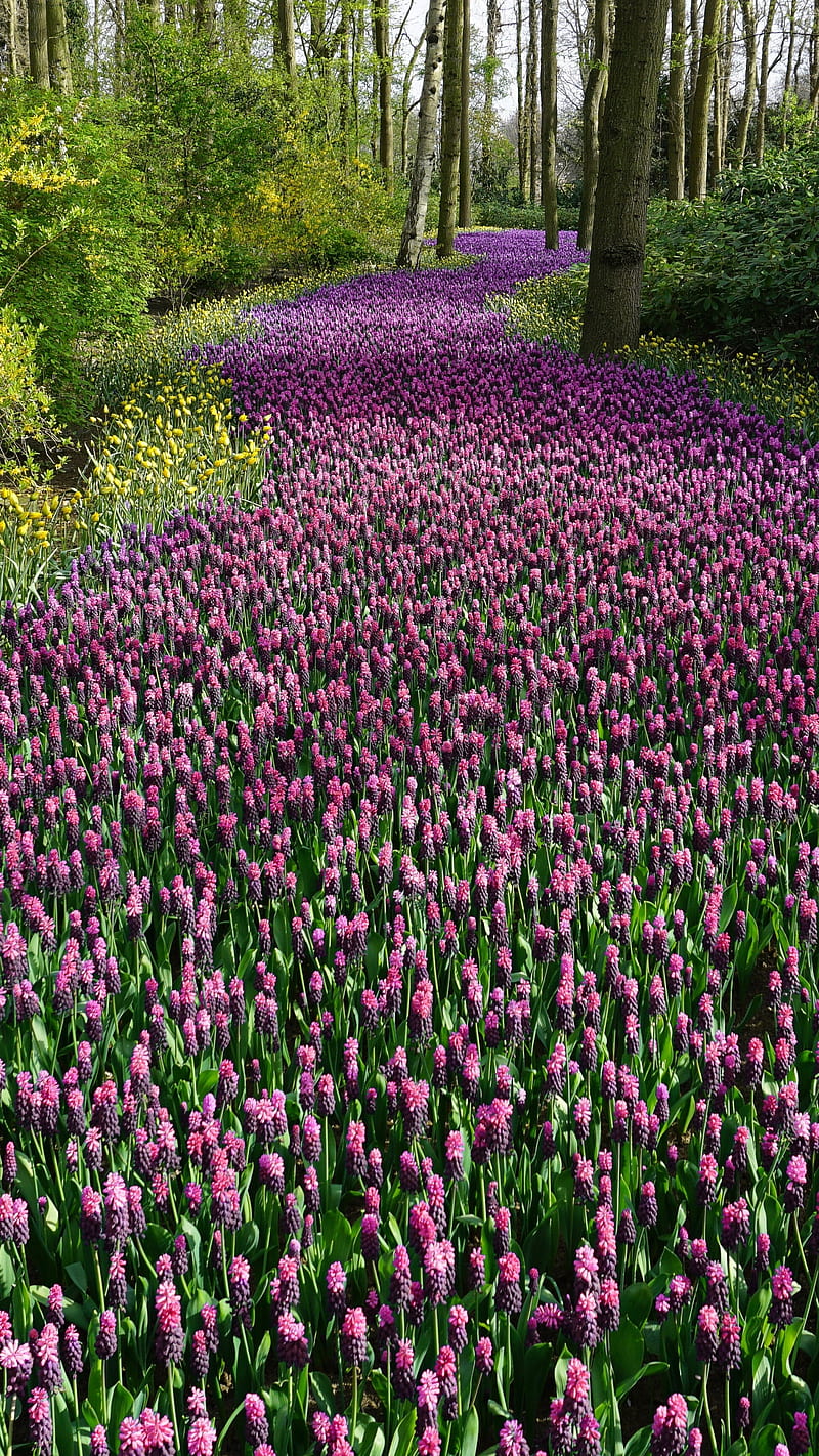 Flower , purple flower, green tree, nature, field, HD phone wallpaper
