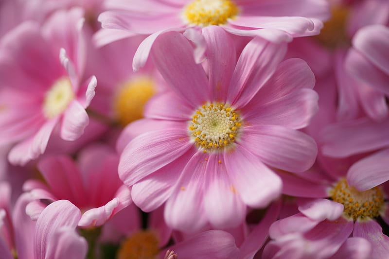 Pink Flowers, daisies, splendor, flowers, nature, petals, daisy, HD ...