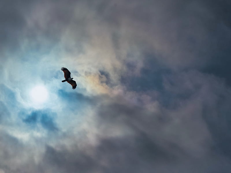 eagle, bird, wings, flight, clouds, sky, HD wallpaper