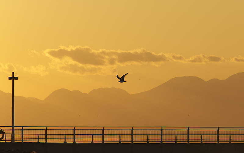 seagull, bird, silhouette, flight, sunset, HD wallpaper