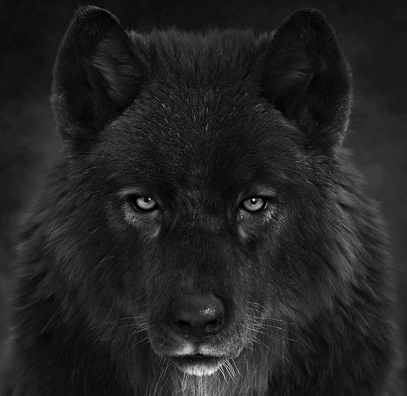 black wolf wallpapers hd