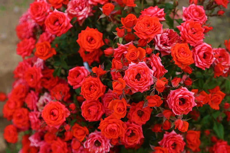 Flowers, Rose Bush, Flower, Red Flower, Red Rose, Rose, HD wallpaper