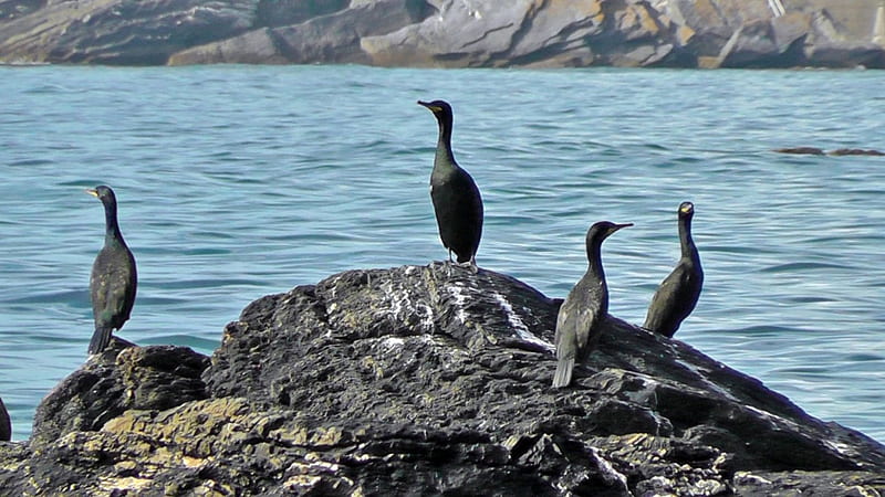 Cormorants at Meadfoot, rocks, water, cormarants, birds, nature, sea, HD wallpaper