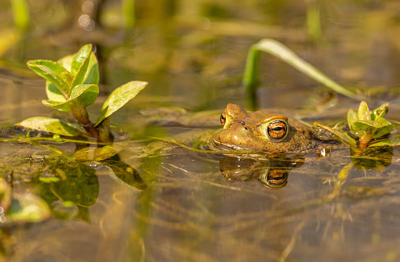Frogs, Frog, Amphibian, Water, Wildlife, HD wallpaper