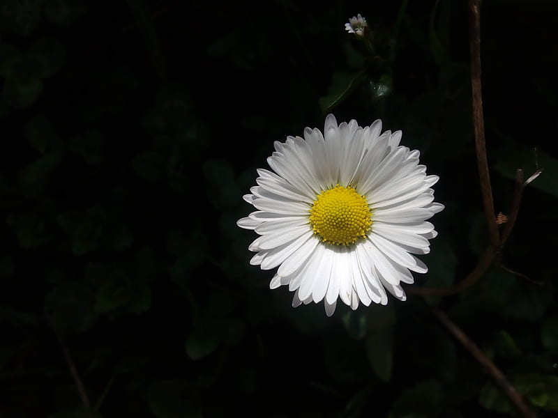 White flower , aban, black, daisy, flower, nature, new, post, universe, white, yellow, HD wallpaper