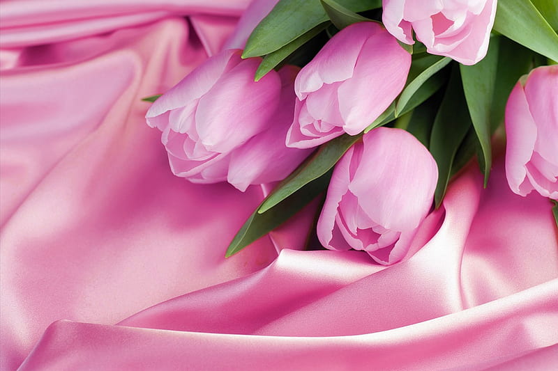 Pink sweet tulips, Flowers, leaves, Pink, satin, HD wallpaper