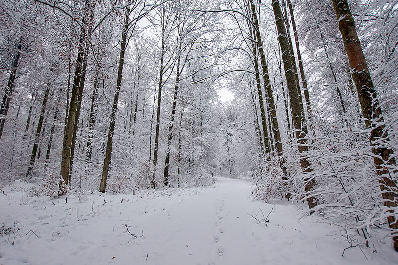 Snow covered field and bare trees during daytime, HD wallpaper | Peakpx