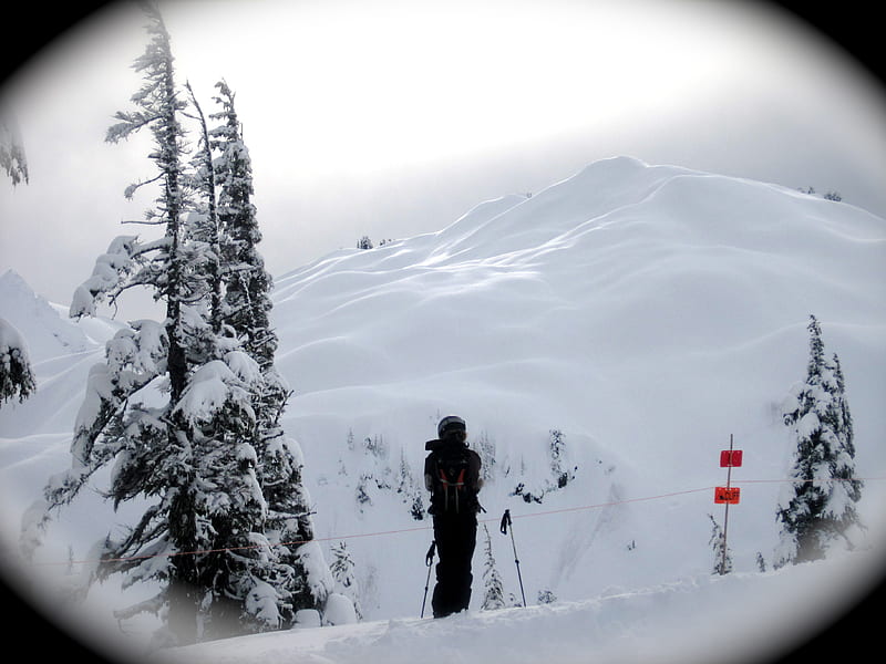 Scanning the Slopes, powder, tree, snow, person, skiing, ski, HD wallpaper