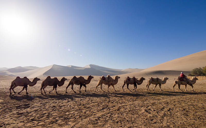 Camel team in the arid desert of western China, HD wallpaper