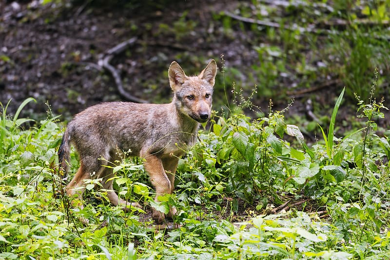 wolf cub, wolf, cub, wildlife, predator, plants, HD wallpaper