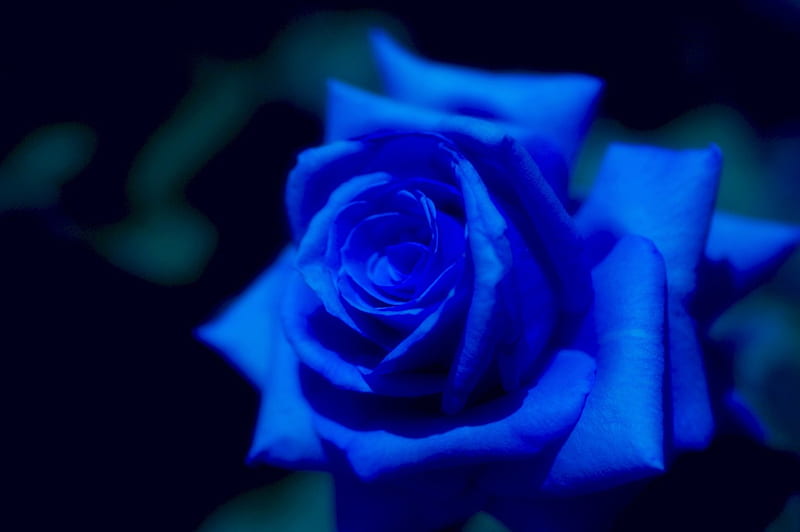 BLUE ROSE, flower, color, rose, blue, HD wallpaper