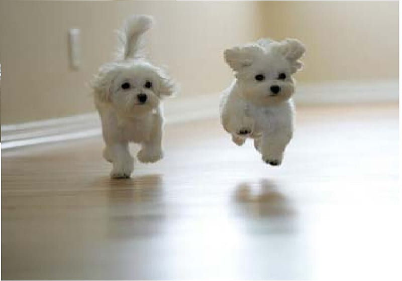 Jumping Dogs, white dogs, doggies, dogs, HD wallpaper