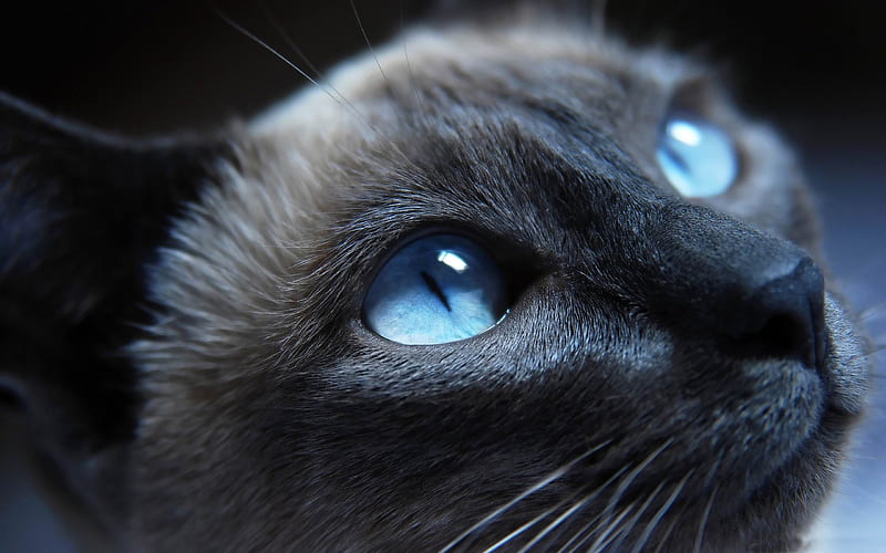 beautiful cat portrait-Cute pet cat, HD wallpaper