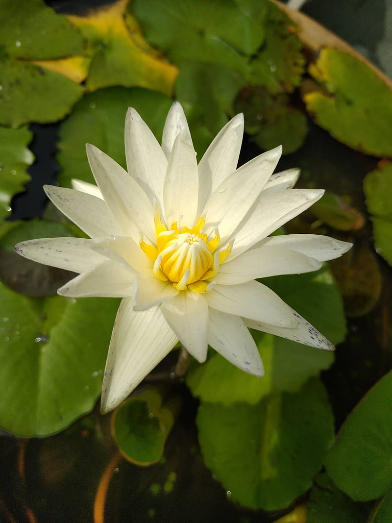 white and yellow lotus flower, HD phone wallpaper