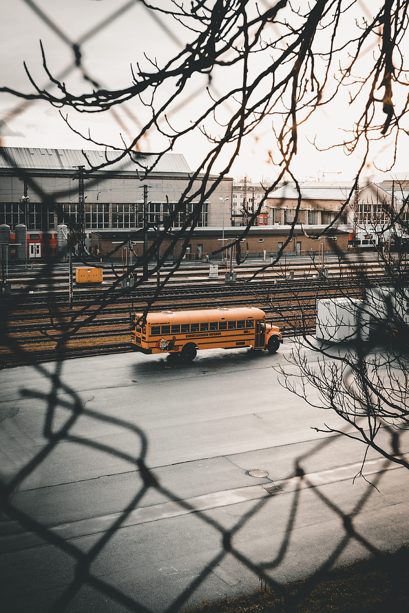 bus, branches, road, city, HD phone wallpaper