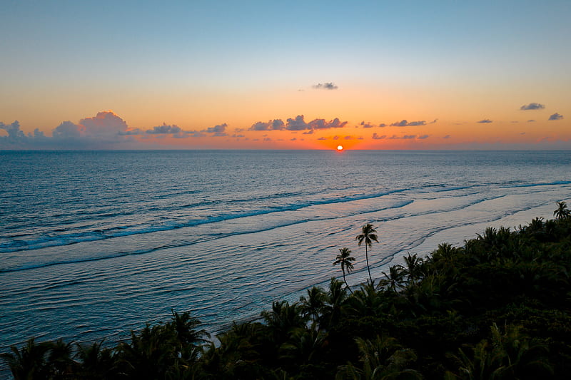 Green Palm Trees Near Sea during Sunset, HD wallpaper