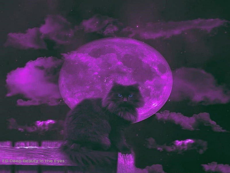 free download | Purple Dreams, fantasy, moon, cat, abstract, animal, HD ...