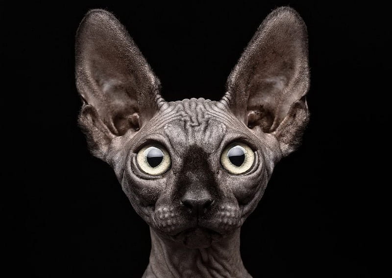 A Face only a Mother could Love, cute, sphynx, ears, gris, hairless, wrinkles, eyes, HD wallpaper