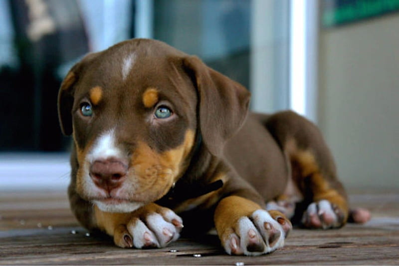 Beautiful Puppy, Tan, Brown, Blue Eyes, bonito, White, Puppy, Dogs, Animals, HD wallpaper