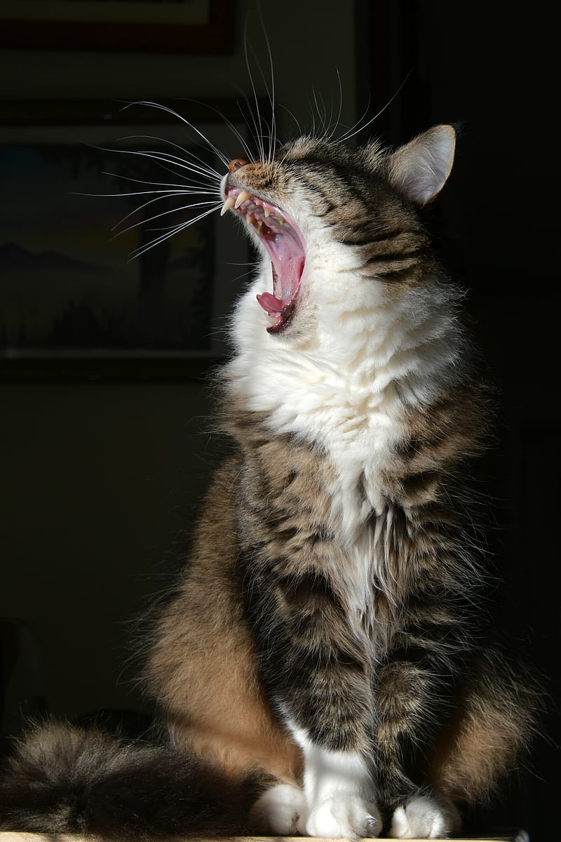 cat, yawn, fluffy, fangs, mustache, HD phone wallpaper